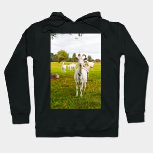 Domestic goats on green pasture Hoodie